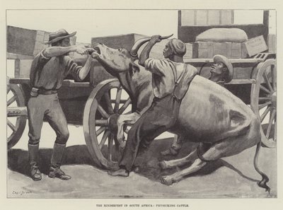 The Rinderpest in South Africa, Physicking Cattle by Cecil Brown